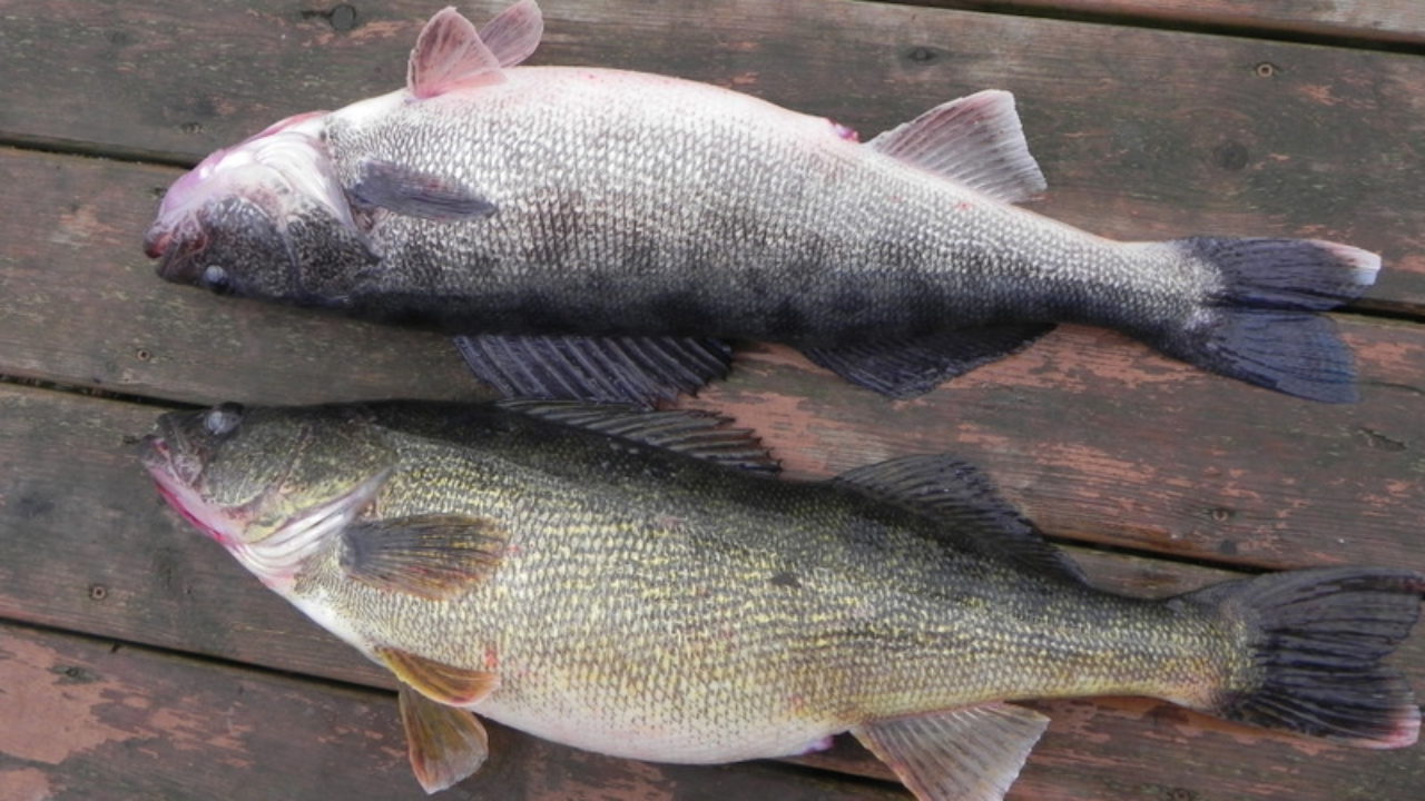 Grey on sale on grey walleye